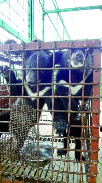 养殖场内的用来食用的黑熊