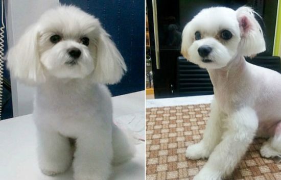整容过的狗狗