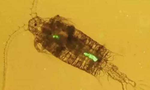 中国人一年从食盐里吃下多少微塑料？