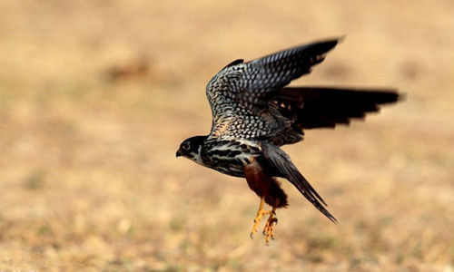 “入刑门槛太低”诱发燕隼“选择性执法”的质疑