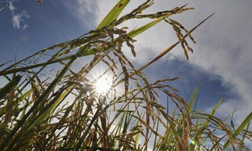 作为世界大约半数人口的主要粮食，水稻自然成了转基因操作的目标。