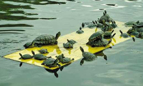 厦门南普陀寺前池塘内“龟满为患”