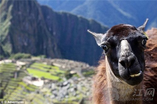llama