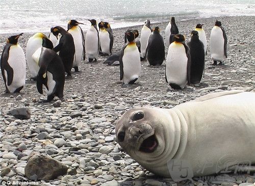 seal