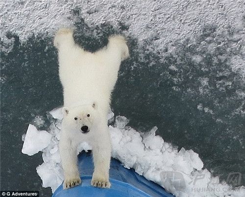 polar bear
