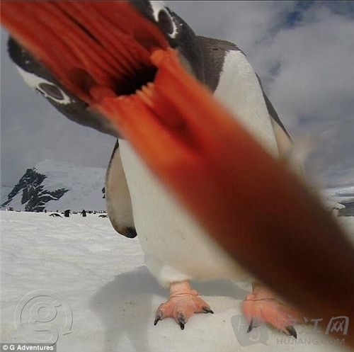 penguin