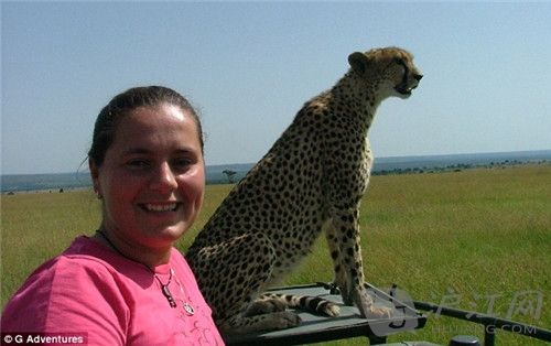 cheetah