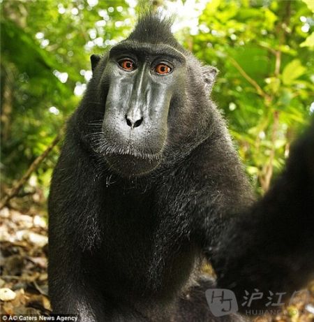 macaque