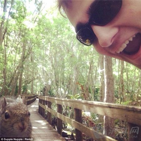 squirrel