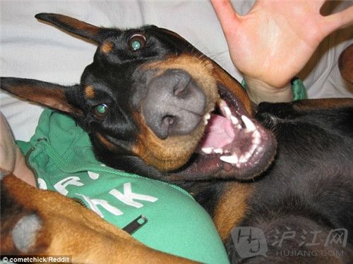 Doberman
