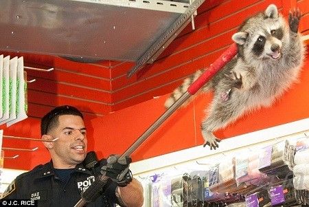 双语 小浣熊纽约街头大战四名警察 图 手机新浪网