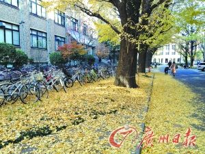 东京大学冬日的校园美景。