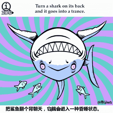 动物双语趣知识：鲨鱼翻身会昏睡？