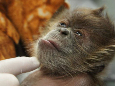 7, this shaggy little bundle of joy was delivered by caesarean