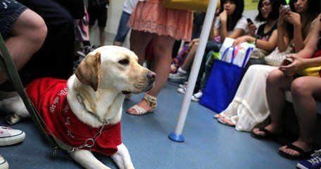 导盲犬获准进入北京地铁：愿意与他同行吗