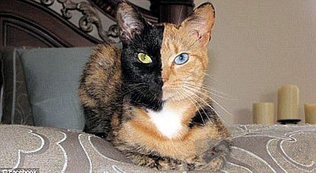 神奇双面猫走红网络：阴阳脸异色双眼