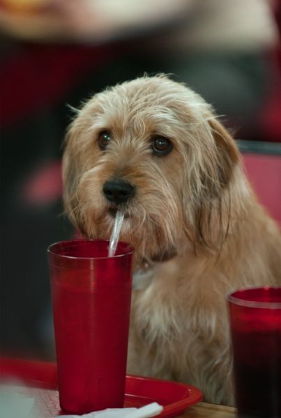 常驻卡司之一哦！