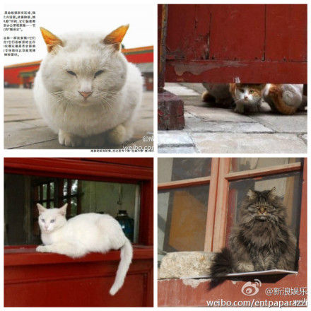 故宫猫保安