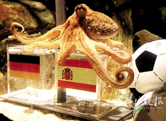 《谋杀章鱼保罗》导演否认恶搞 邀章鱼参加首映