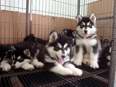 阿拉斯加雪橇犬(资料图)