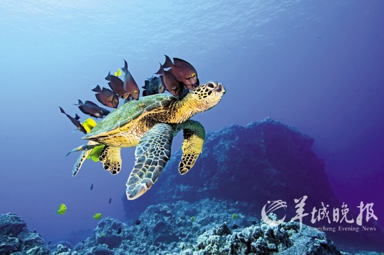 “海龟准妈妈”是影片的主线