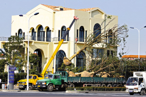 李家院外，工人昨日正用吊车栽种多棵香樟树，起绿化和屏障作用。