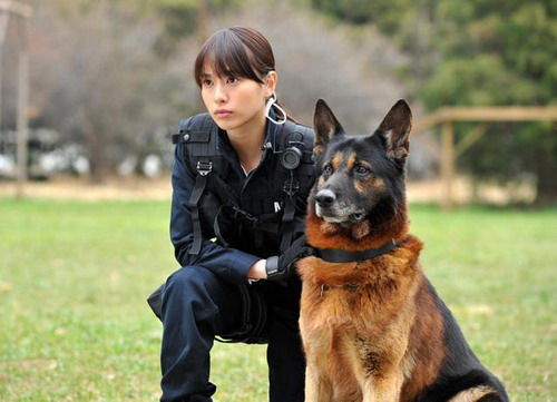 户田惠梨香新片 Dog Police 讲述警犬的故事 手机新浪网
