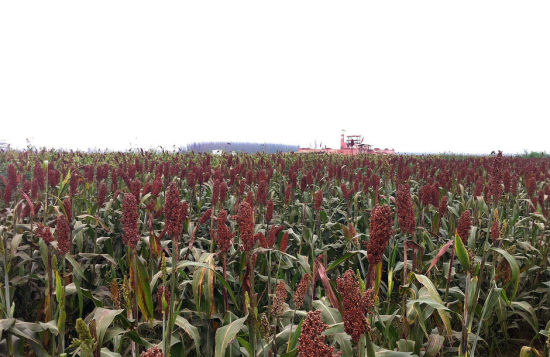 当地政府在沙口子村种植了400多亩红高粱。