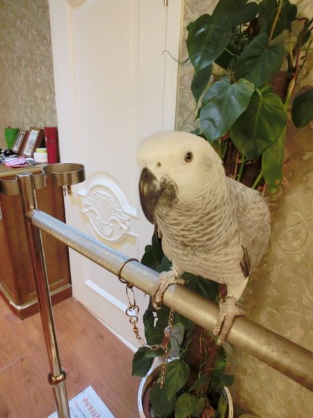 朱晨辰饲养的宠物