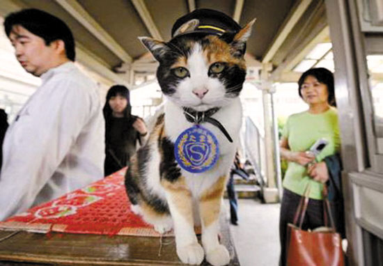 猫咪明星阿玉真正的身份是日本铁道贵志川线贵志站的站长