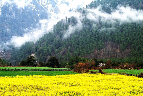 波密：波密冰川映云杉