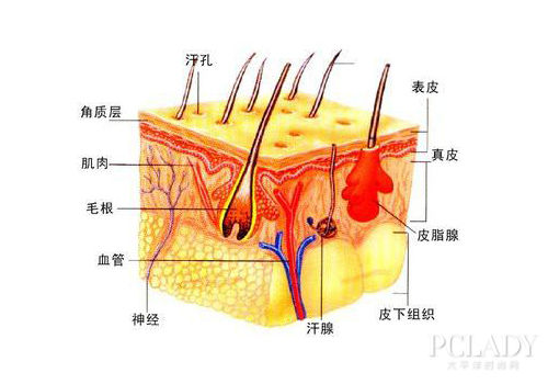 美专家成人体皮肤不能吸收化妆品营养