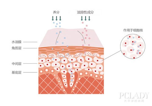 皮肤不是海绵，涂什么都能吸收
