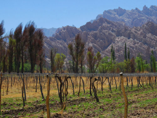 最高的葡萄园：Altura M xima Vineyard, Bodega Colom , Calchaqui Valley, Argentina