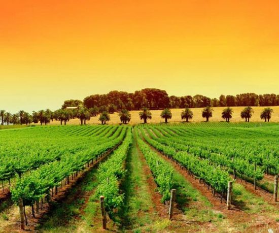 7&8庄园(Vineyard 7&8)品酒室