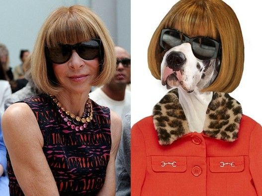 知名“时尚博主”大丹犬模仿安娜-温图尔经典造型