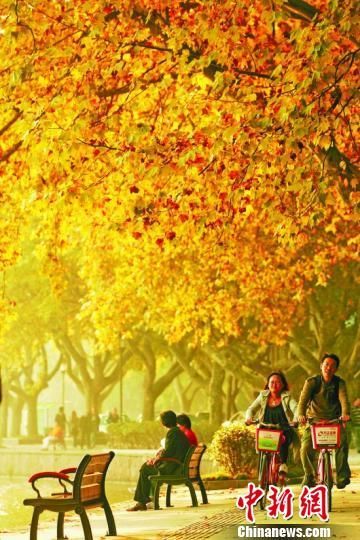 湖光山色的杭州北山路被列为“爱情马路” 吴煌 摄