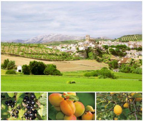 张岚女士亲赴世界各国有机庄园挑选食材&nbsp; 诺心荣获世界食品品质评鉴大会特别金奖的颁奖典礼 