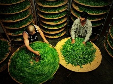 制茶24小时