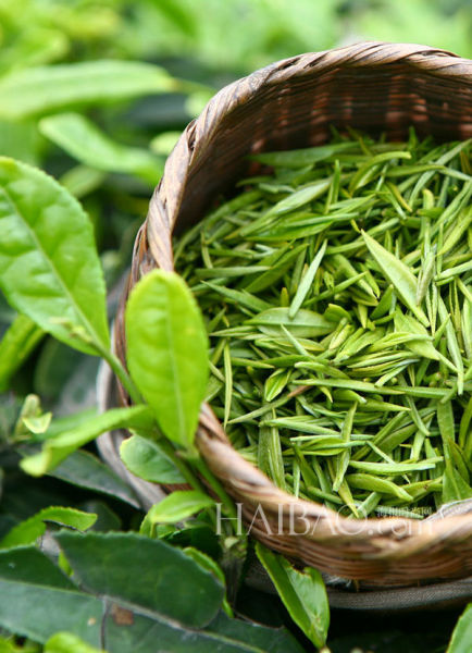 绿茶——当之无愧的美容小能手