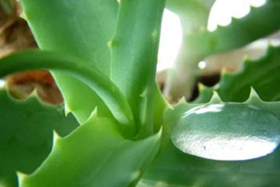 芦荟敷脸引发接触性皮炎