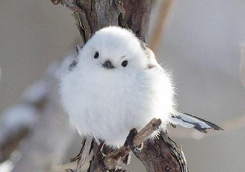九阴真经赤炎鸟，九阴真经赤炎鸟原型，世界上最萌的鸟
