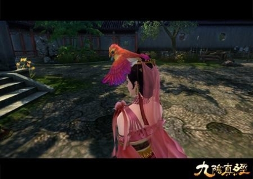 九阴真经赤炎鸟，九阴真经赤炎鸟原型，世界上最萌的鸟