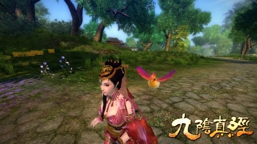 九阴真经赤炎鸟，九阴真经赤炎鸟原型，世界上最萌的鸟