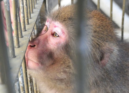 日本咬人猕猴 抓住有奖(图)