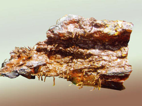 在印度洋取到的活的硫化物烟囱体-深海海底的锰结核