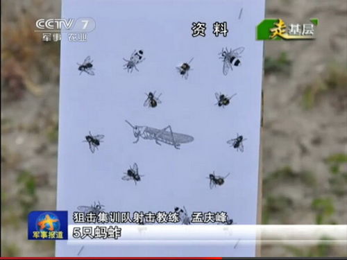 苍蝇蜜蜂和蚂蚱