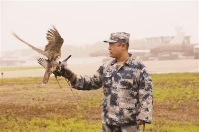 空军某场站，负责驱鸟的猎隼站在猎鹰饲养班班长马文刚的右手上。刘川摄