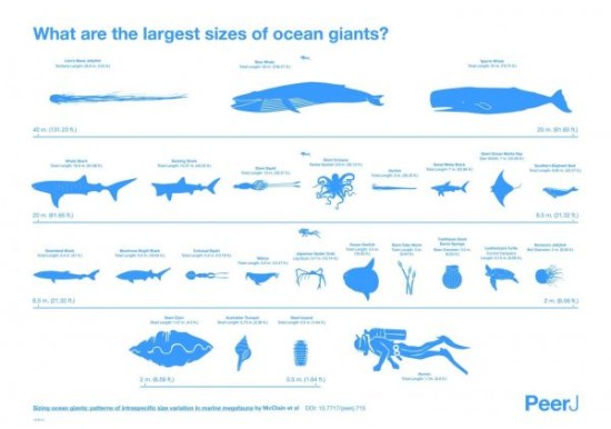 73+ 图片 色情 海洋 生物 新的 5 海洋生物常被夸大美专家绘制实际大小比较图_手机新浪网
