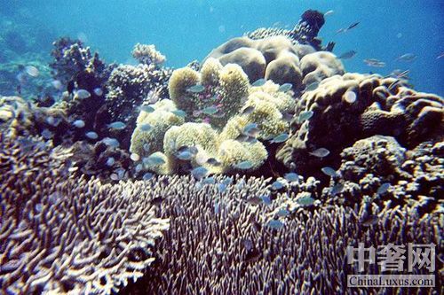 蓝壁海峡 感受潜水的天使之窗